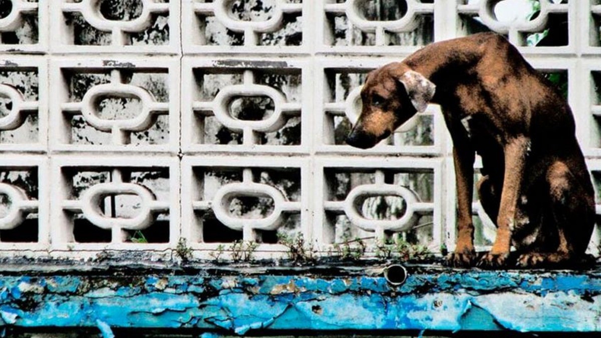 Ayudan a siete mascotas a encontrar un hogar