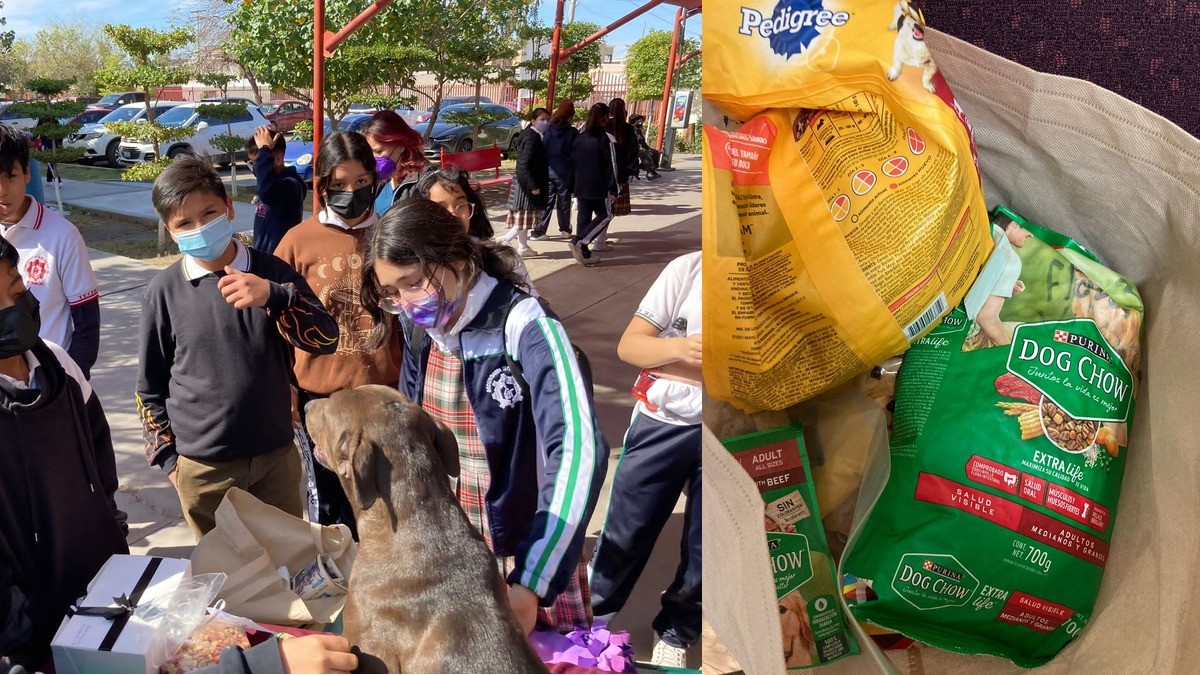 Estudiantes adoptan a perrita embarazada, ¡y le organiza un baby shower en su escuela!