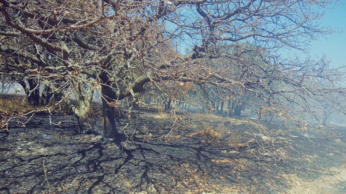 Incendio acaba con 200 hectáreas de bosque en Sierra de lobos