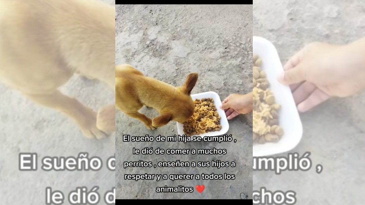 Niña prepara decenas de platos de comida para alimentar a los perritos callejeros
