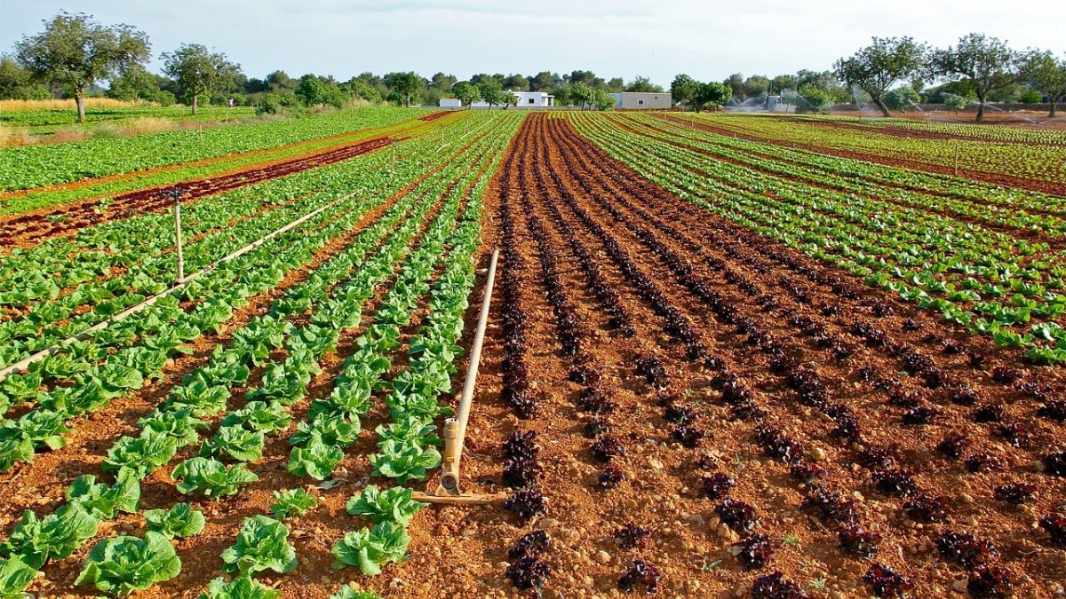 Guanajuato cumple 10 años siendo el mayor productor de lechuga