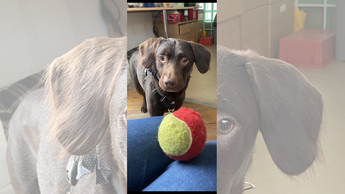 Perrito es rescatado de su adicción al alcohol