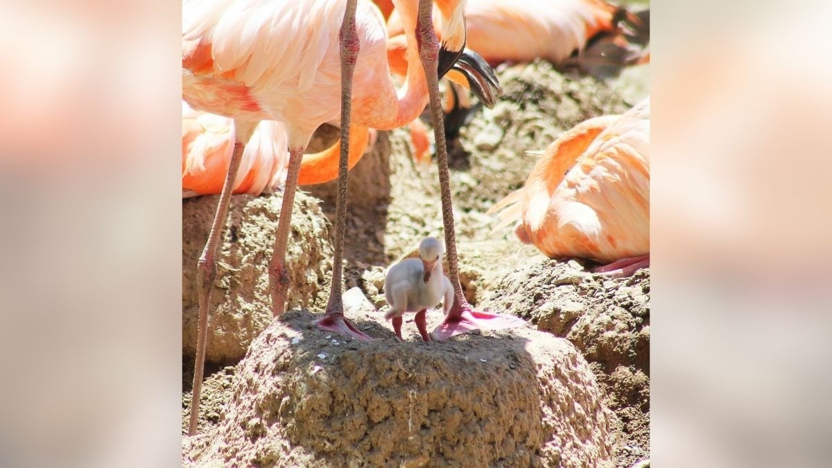 ¡Polluelo de flamenco es el nuevo inquilino de Zoológico de León!
