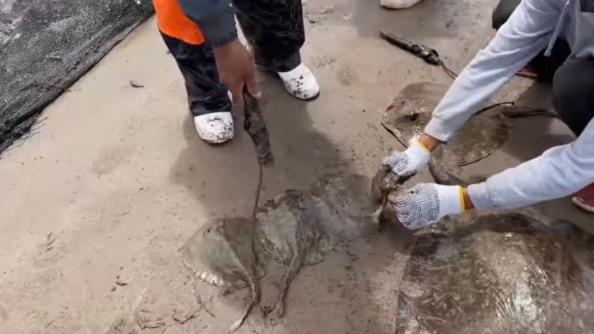 Mutilan a mantarrayas para que no piquen a bañistas y ¡aparecen muertas!
