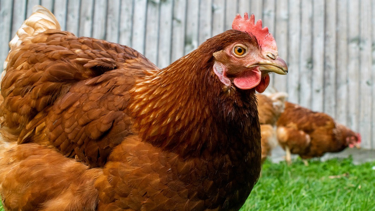 ¡Por asustar a las gallinas, hombre termina en la cárcel!