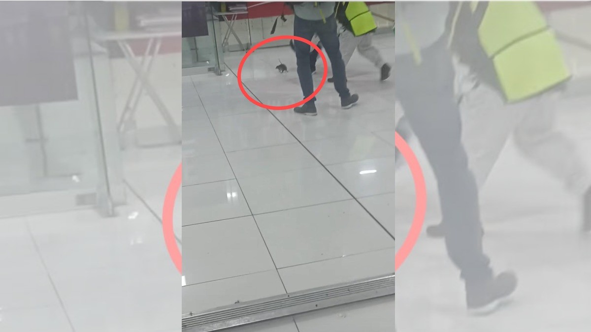 Rata se pasea por Aeropuerto de la CDMX, ¡y genera caos!