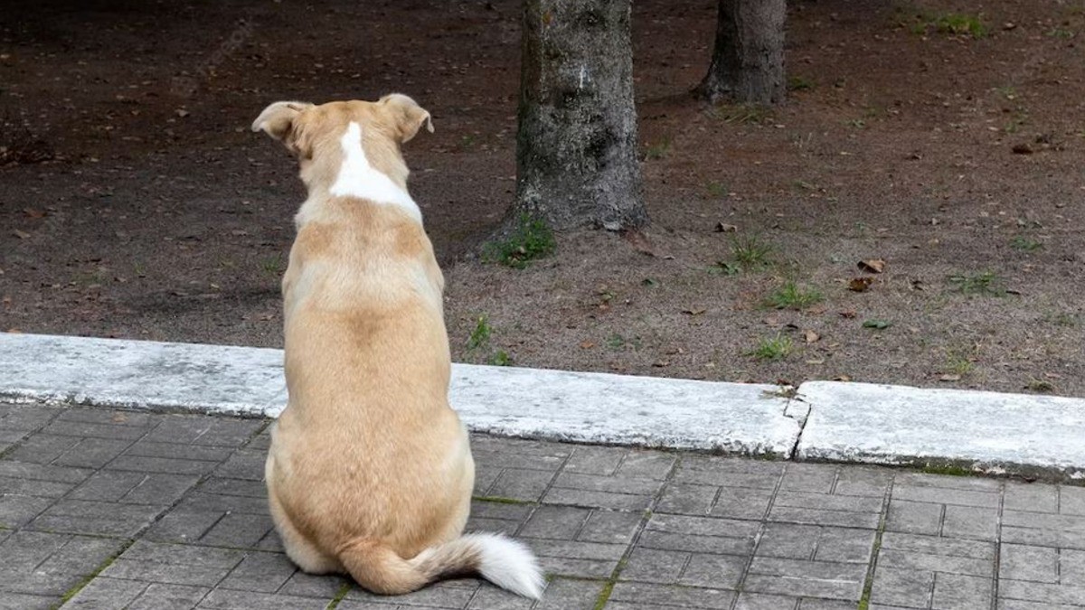 Dueña deja abandonados a dos perritos en Guadalajara