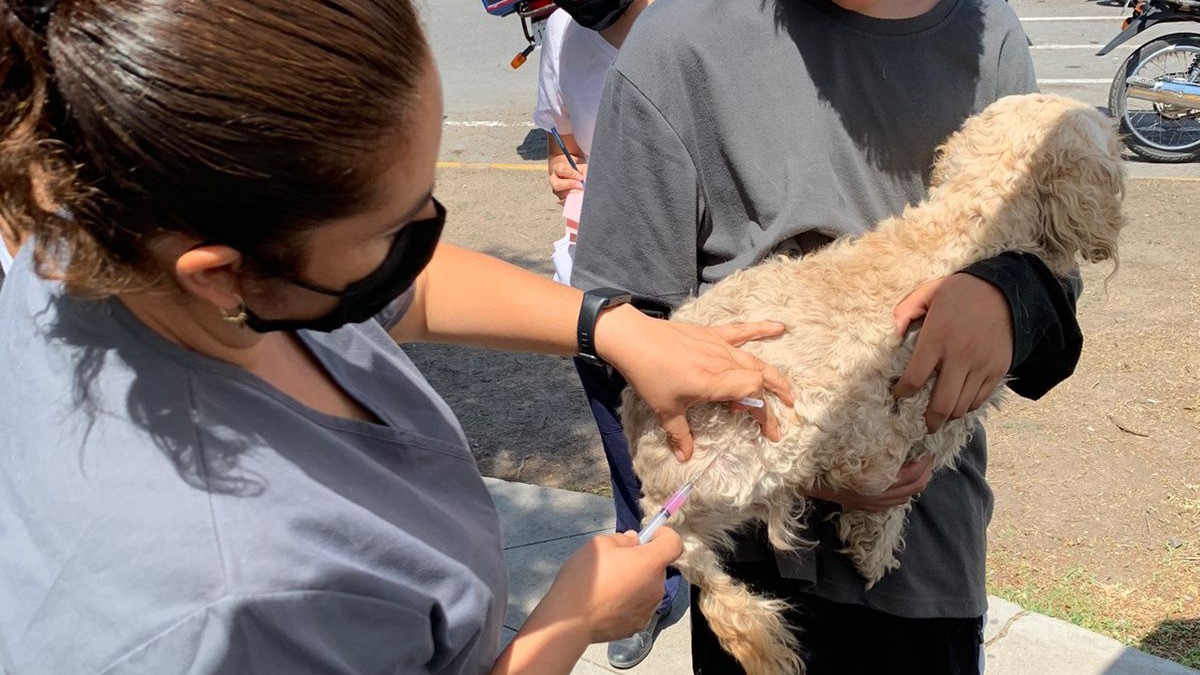 Destina SSG más de 800 mil vacunas contra la rabia en Guanajuato