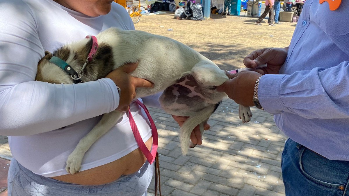 Arranca campaña de vacunación antirrábica canina y felina en diferentes puntos de León
