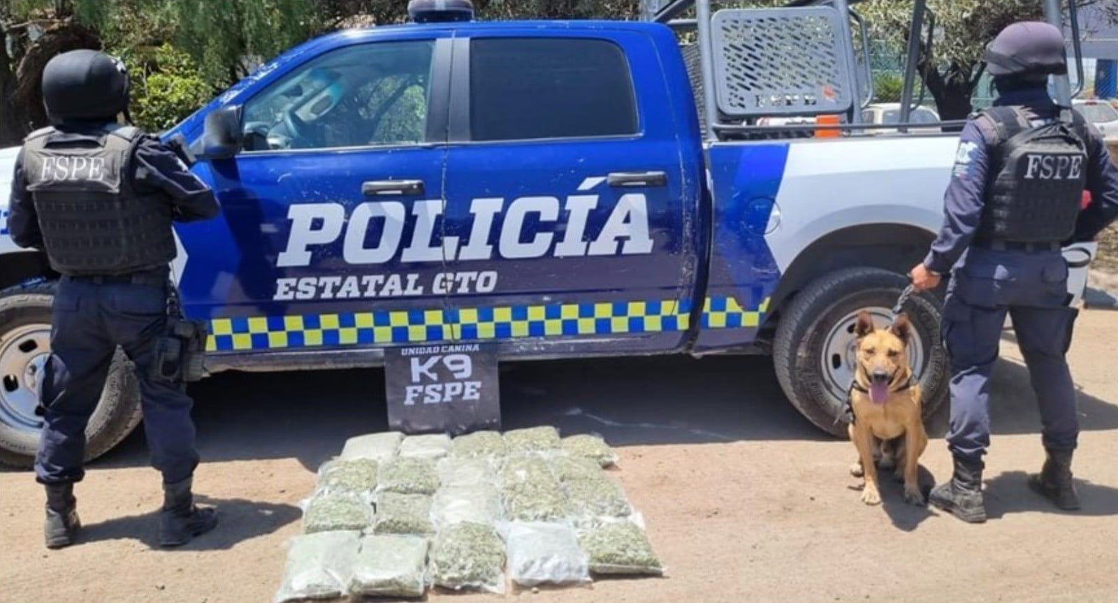Aseguran caninos 11 mil dosis de mariguana en empresa de paquetería en León