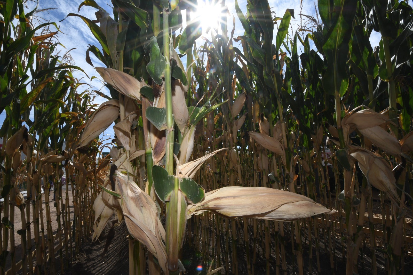 Productores afectados por sequía recibirán apoyo del seguro catastrófico