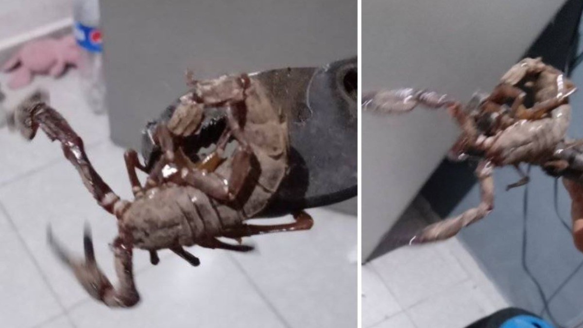VIDEO Así de enormes alacranes gigantes asustan en este estado ¿podrían salir en León?