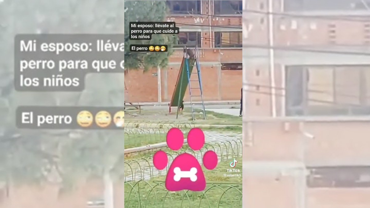 Perrito se divierte al tirarse por la resbaladilla