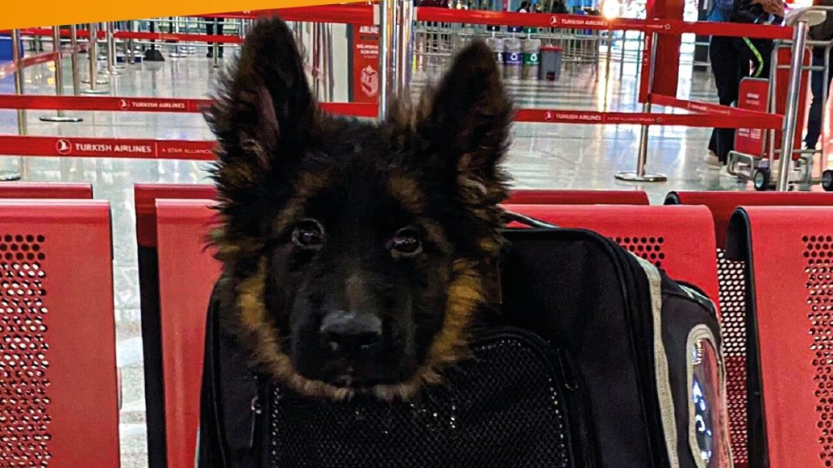 Le dan la bienvenida a perrito que Turquía donó en agradecimiento a Proteo