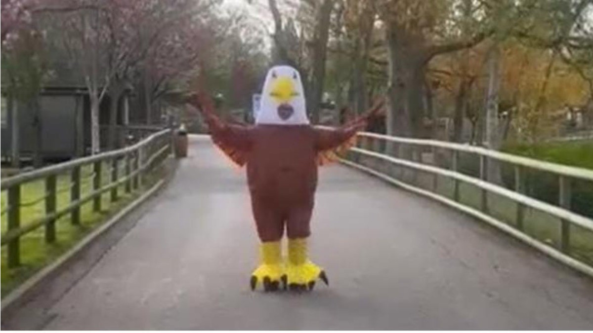 Zoológico en Inglaterra busca personas para disfrazarse de pájaros y ahuyentar gaviotas