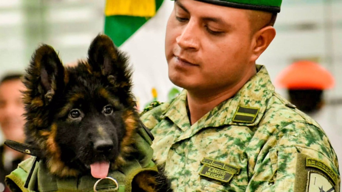 ¡Ya tiene nombre! Mexicanos bautizan a perrito rescatista donado por Turquía