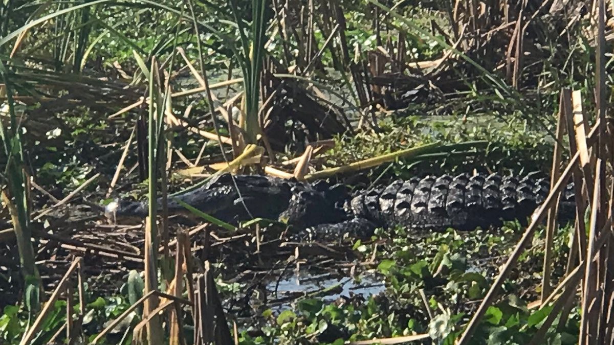 ¡Era verdad! Hallan un caimán en las tuberías de Florida