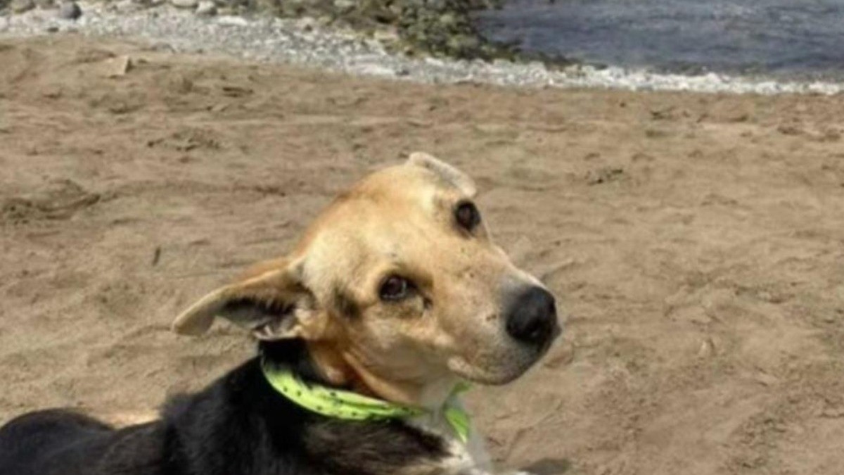 ¡Conductor ebrio cambió de asiento con su perro para no ser detenido!