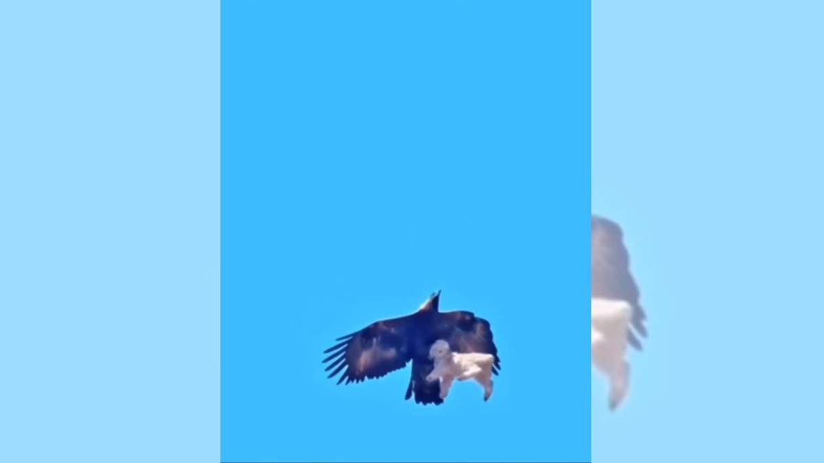 Captan a águila robándose a perrito del jardín