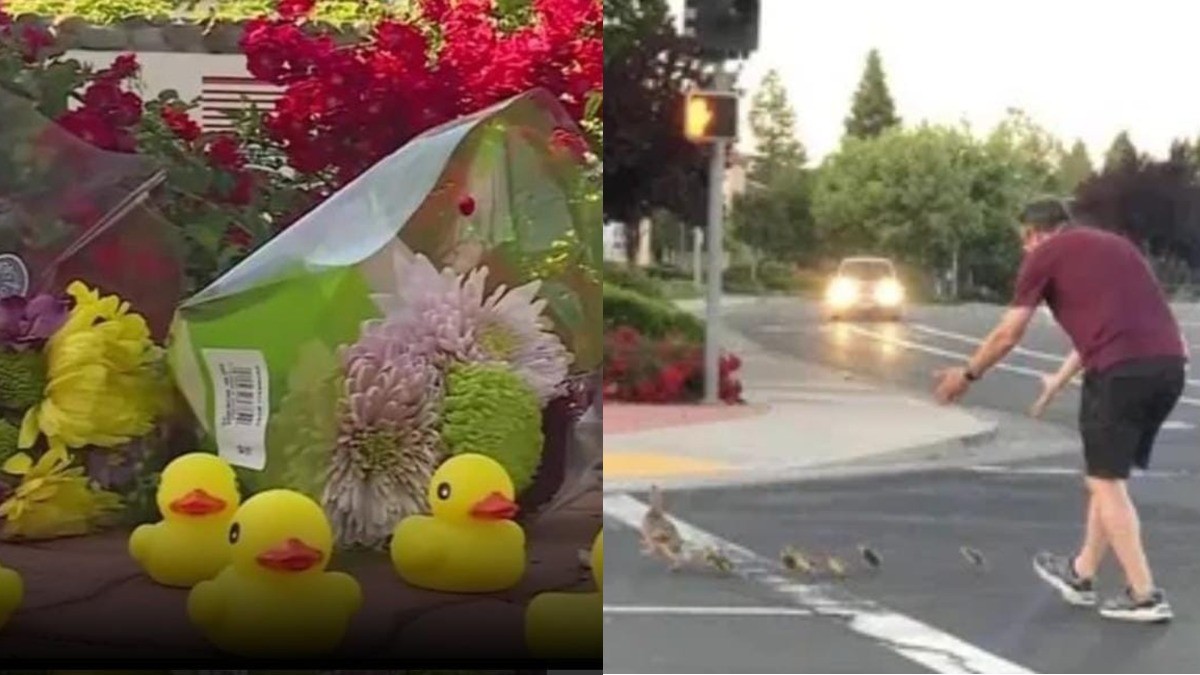 Hombre muere atropellado tras ayudar a una familia de patos a cruzar la calle