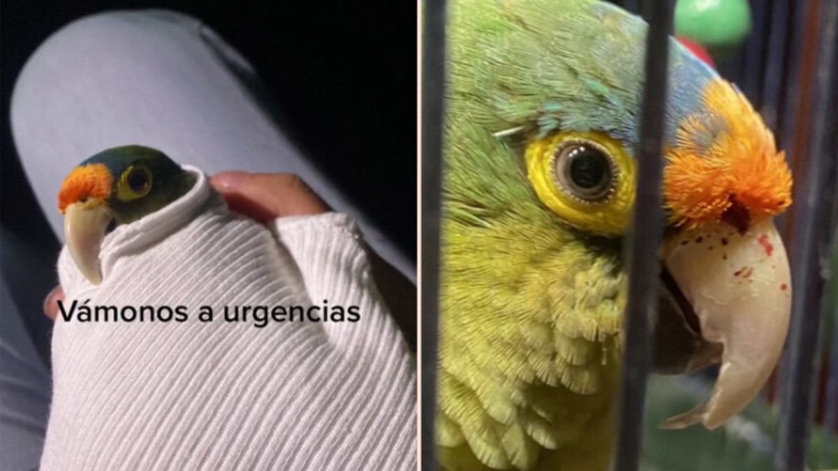 Periquito poblano enferma por las cenizas del volcán