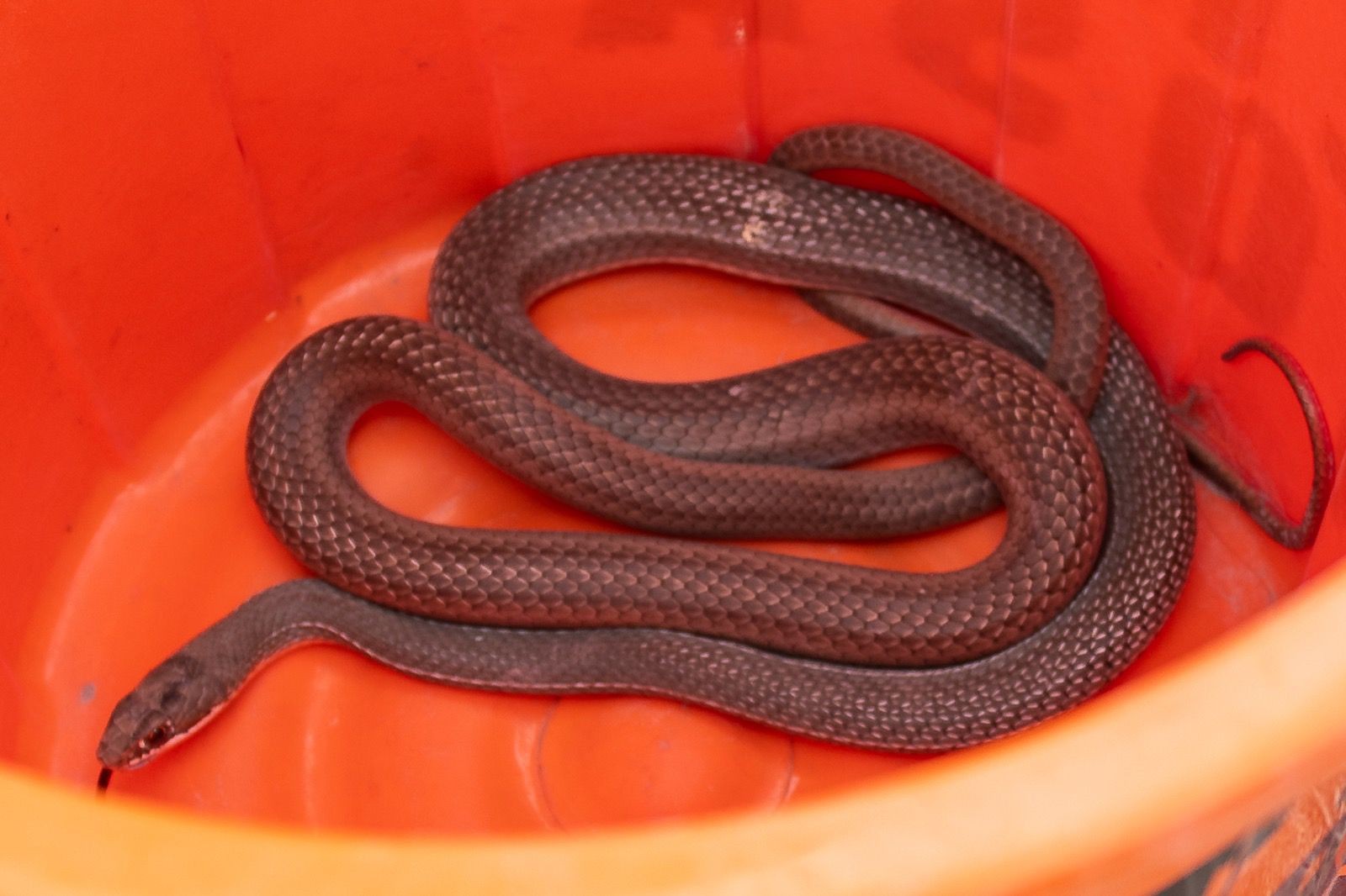 Alcaldía de San Miguel rescata reptiles, aves y mamíferos de distintas especies