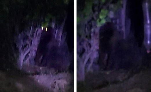 Alertan en Hidalgo por gorila suelto