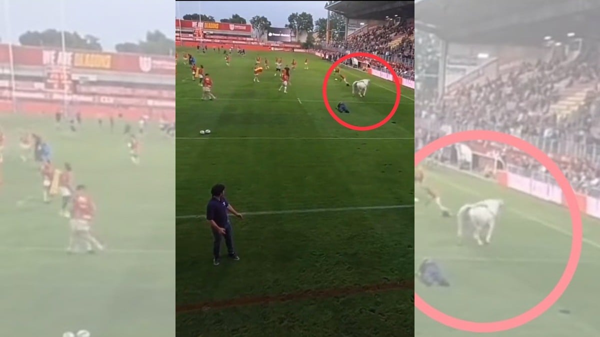 ¡Toro se cuela a partido de rugby y comienza a perseguir a los jugadores!