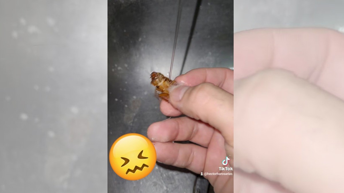 Acusan a tiktokero de maltrato animal, ¡por bañar a una cucaracha!