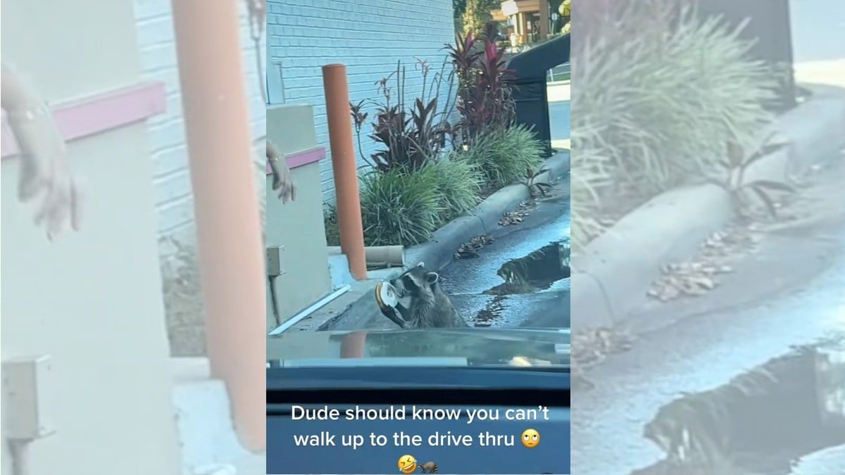 Mapache hace fila para “comprar una dona”