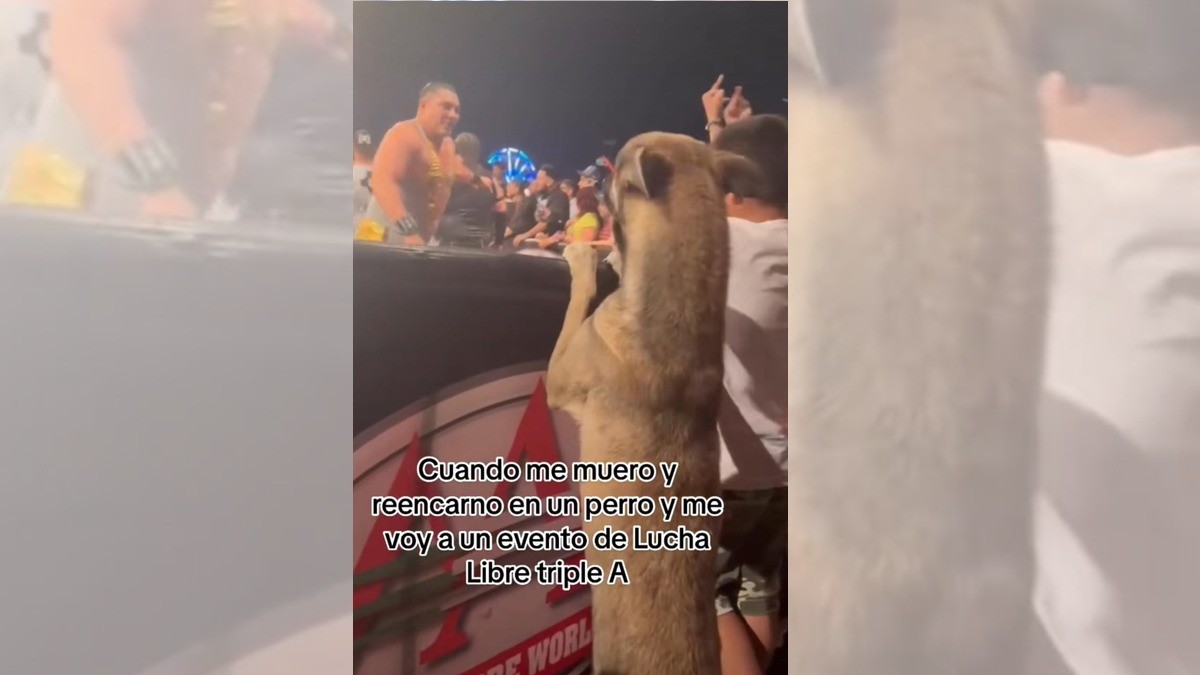 ¡Fan peludo! Perrito demuestra ser gran aficionado a la lucha libre