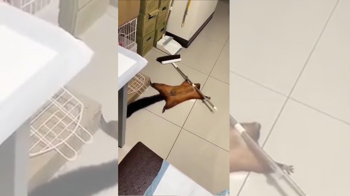 Ardilla finge su propia muerte con todo y escena del crimen