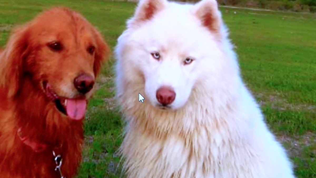 Exigen justicia por Alpha, a más de dos años de su asesinato