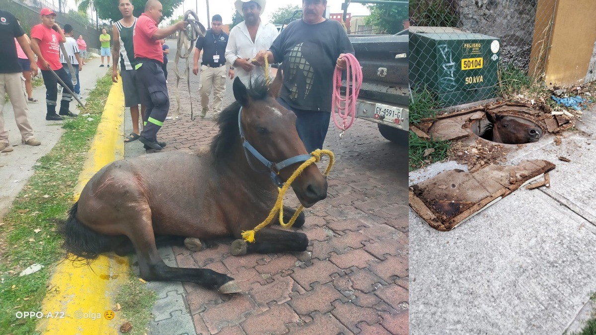 Caballo cae en coladera; vecinos se organizan para rescatarlo