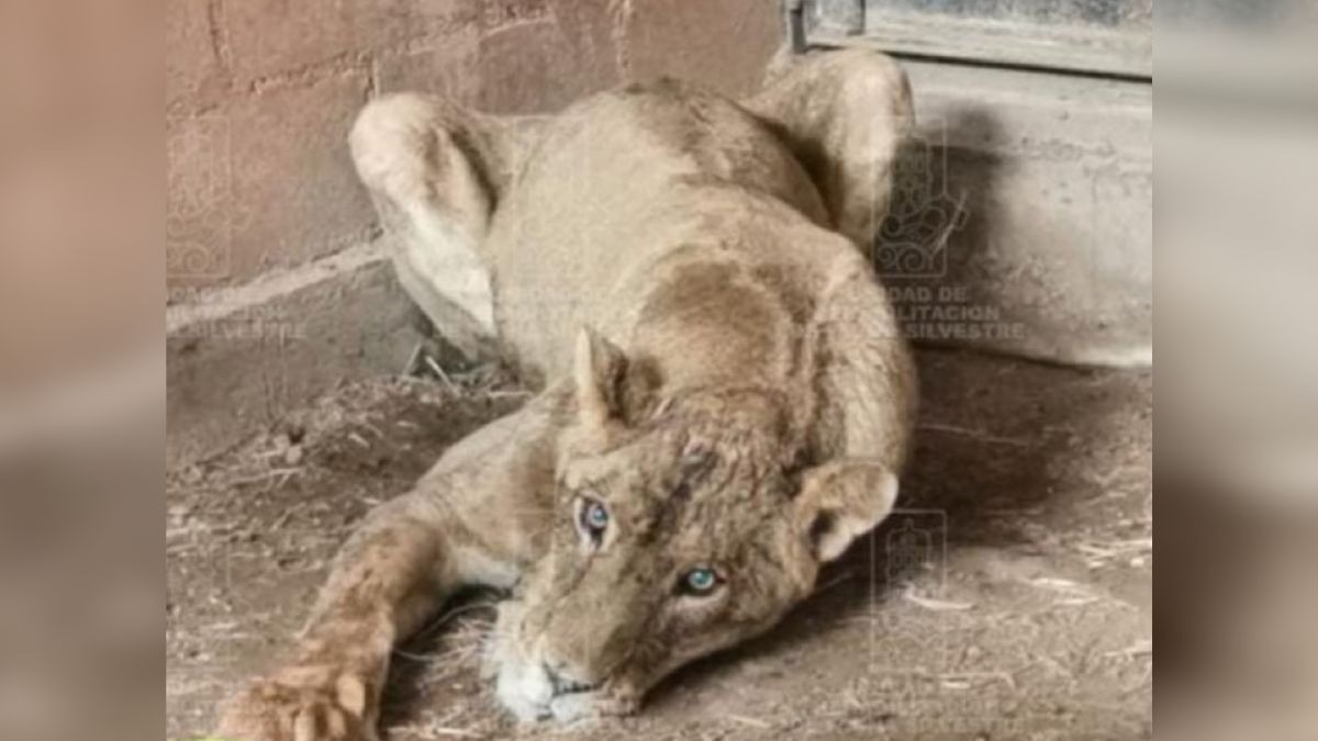 Rescatan a leona cautiva en una casa, tenía desnutrición severa