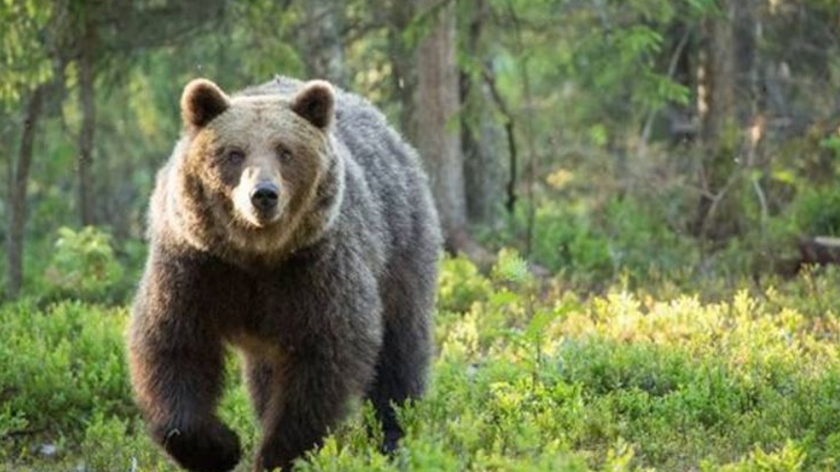 Llega oso a fiesta en Nuevo León y se comió la comida