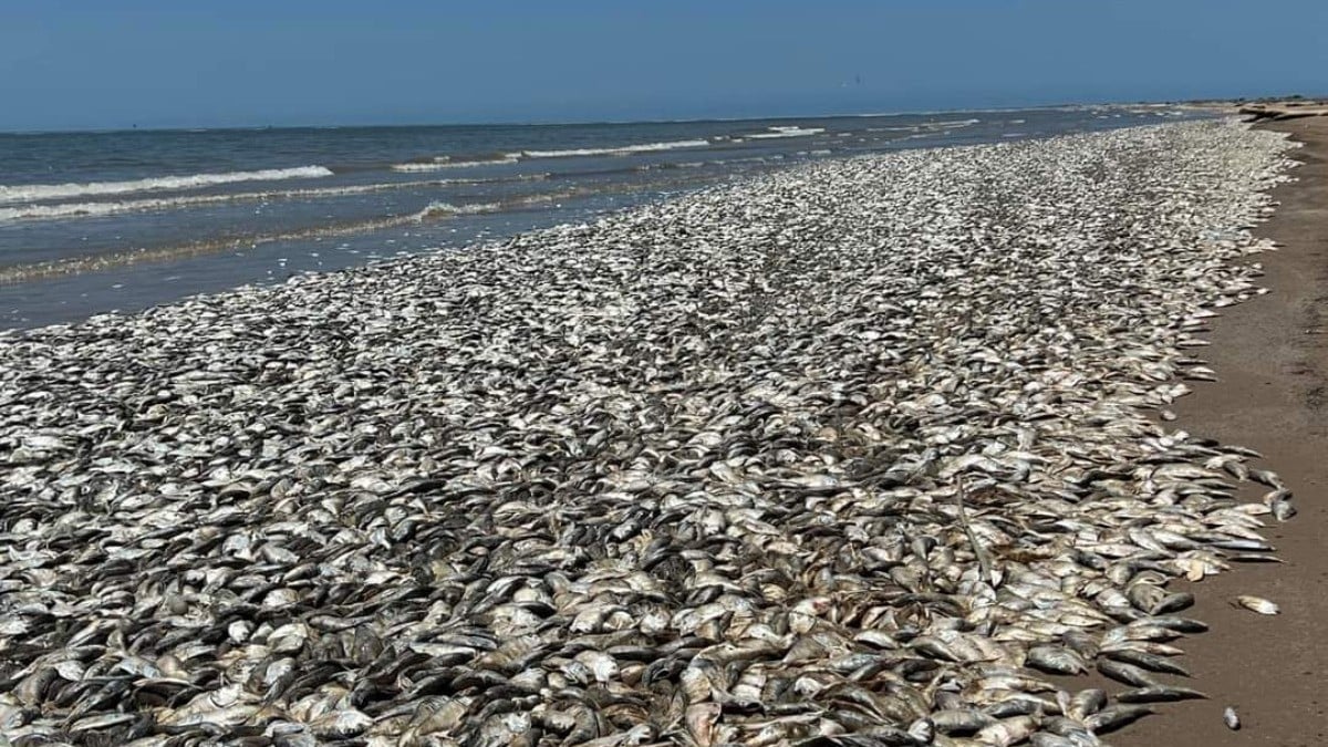 Mueren miles de peces en Texas por el calor