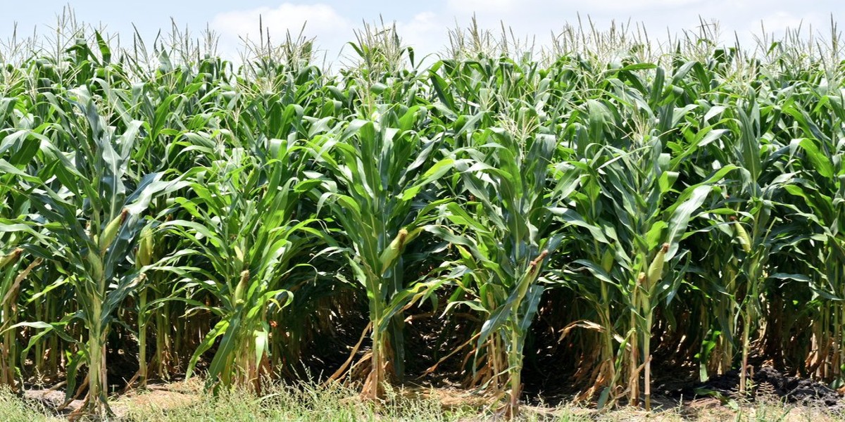 Agricultores protestan en Sinaloa, gobernador responsabiliza a  Gruma, Cargill y Minsa