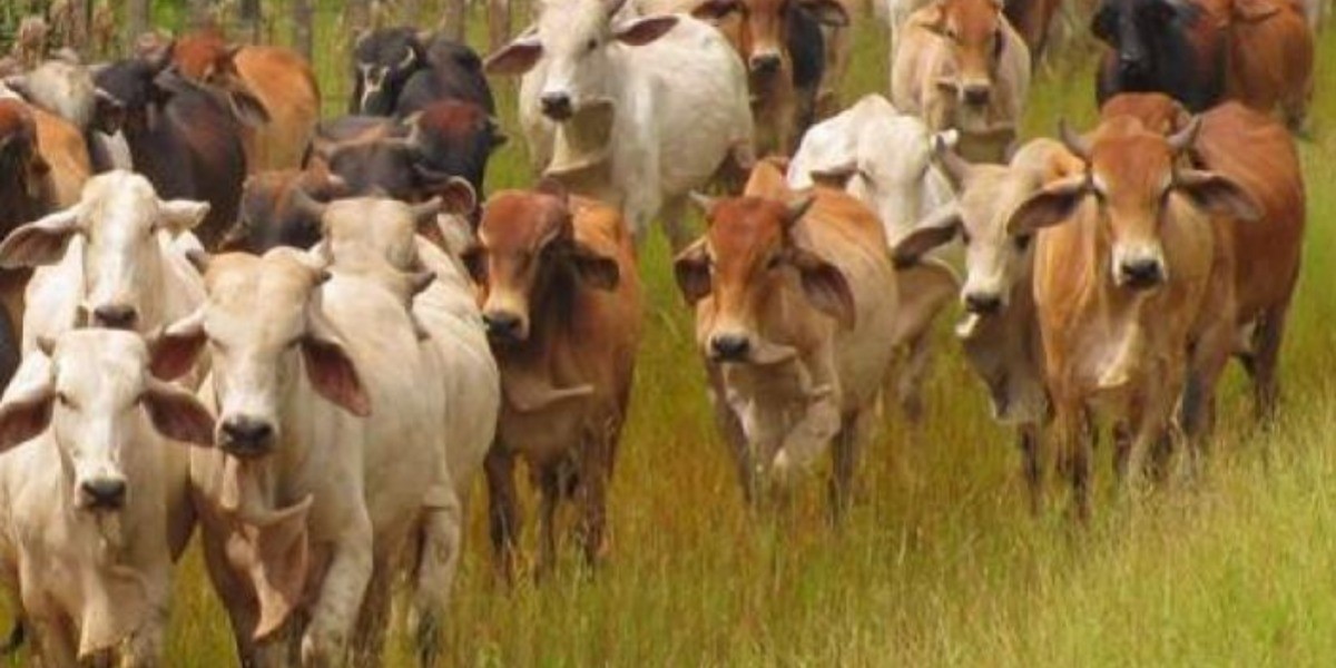 Entrada de carne extranjera 'pega' a ganaderos guanajuatenses: SDAYR