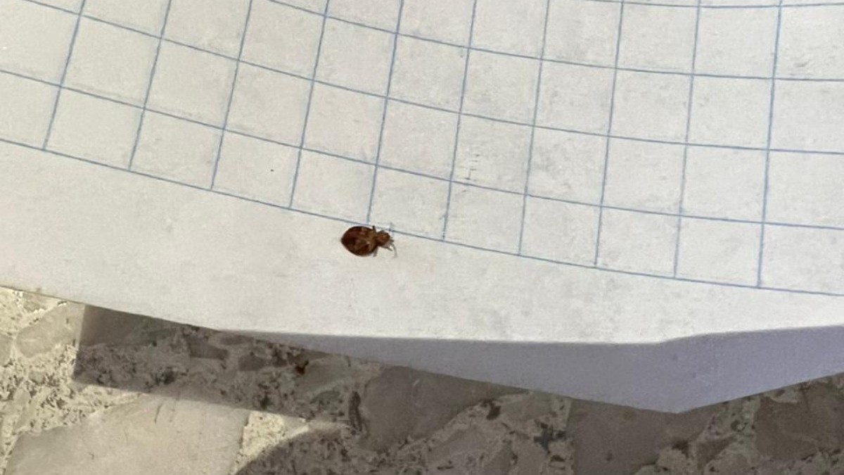 Se infesta de chinches y pulgas plantel 1 de Conalep en León