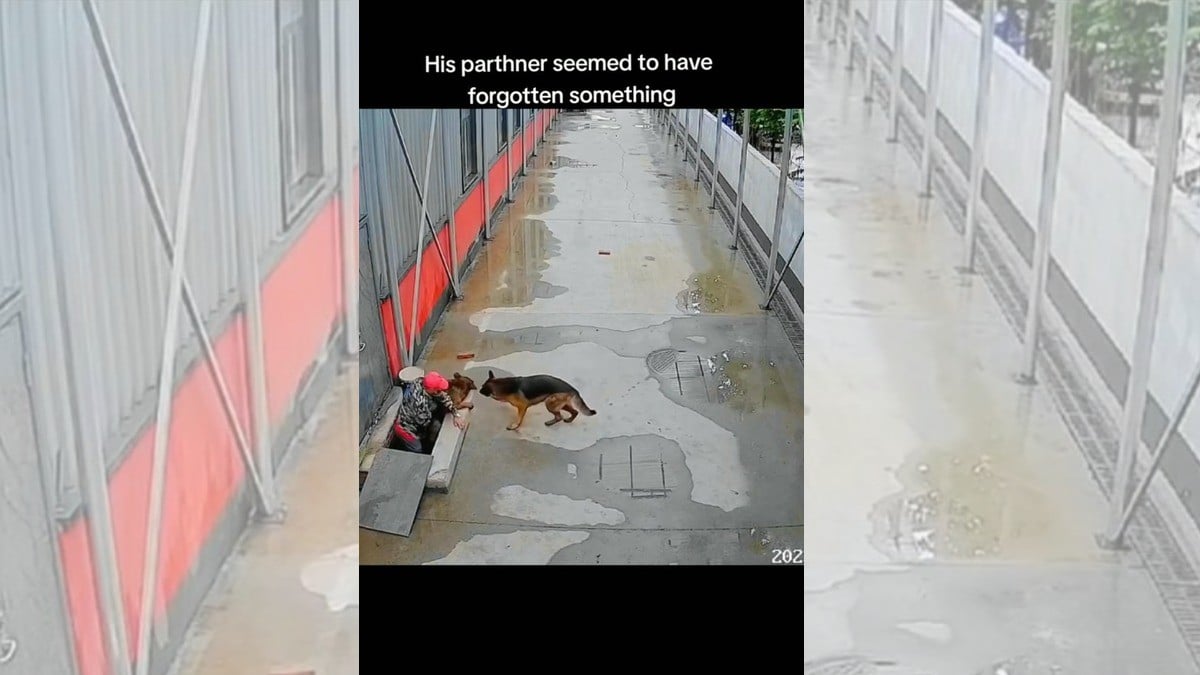 Lomito salva a su amigo de ahogarse en una coladera