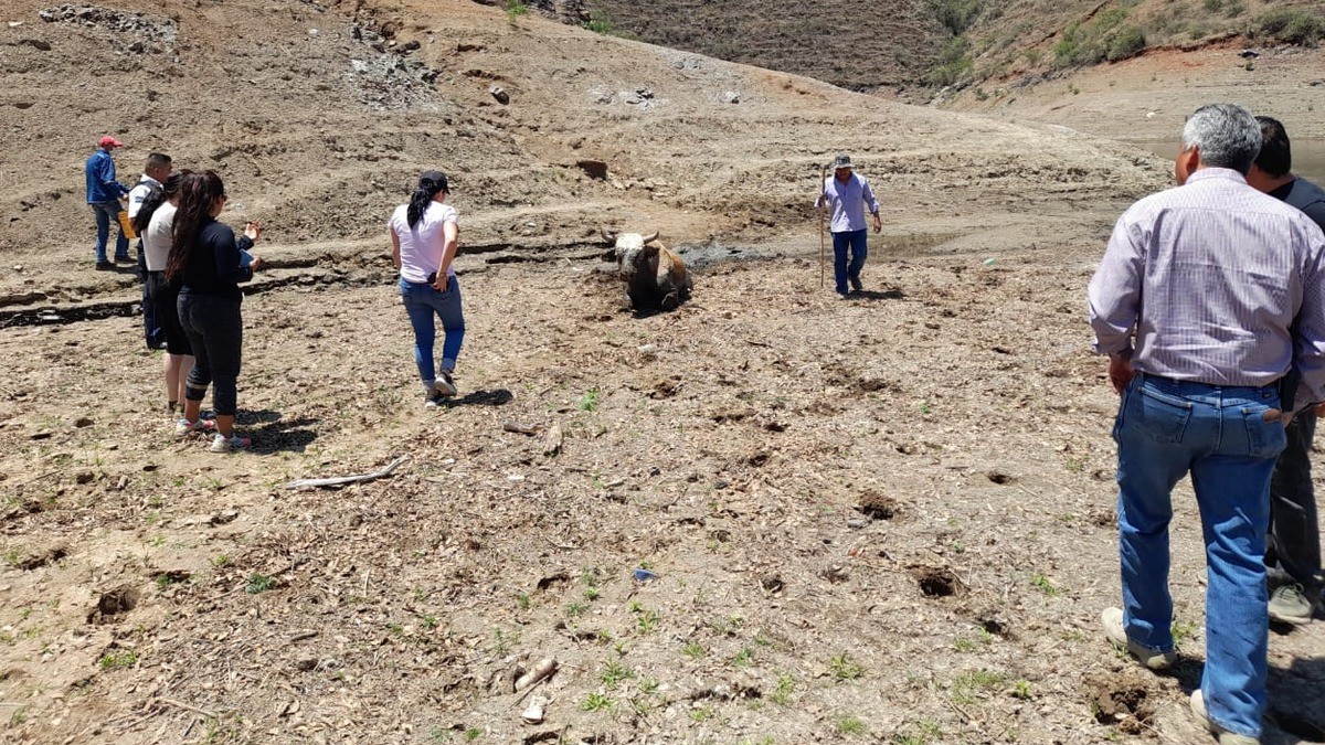 Rescatan a toro 'atascado' cerca de presa en la capital