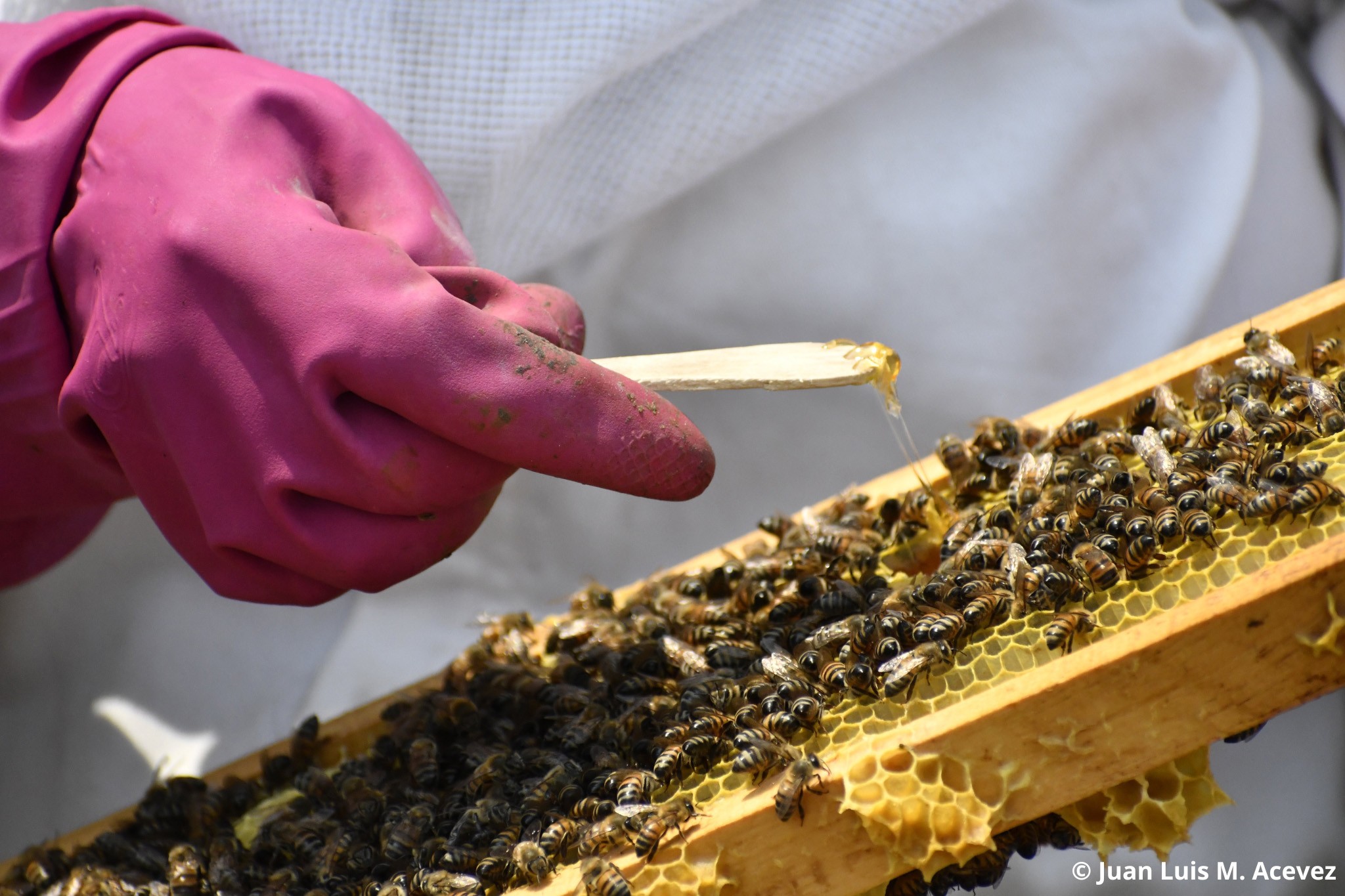 Guanajuato sembrará plantas para las abejas en áreas protegidas