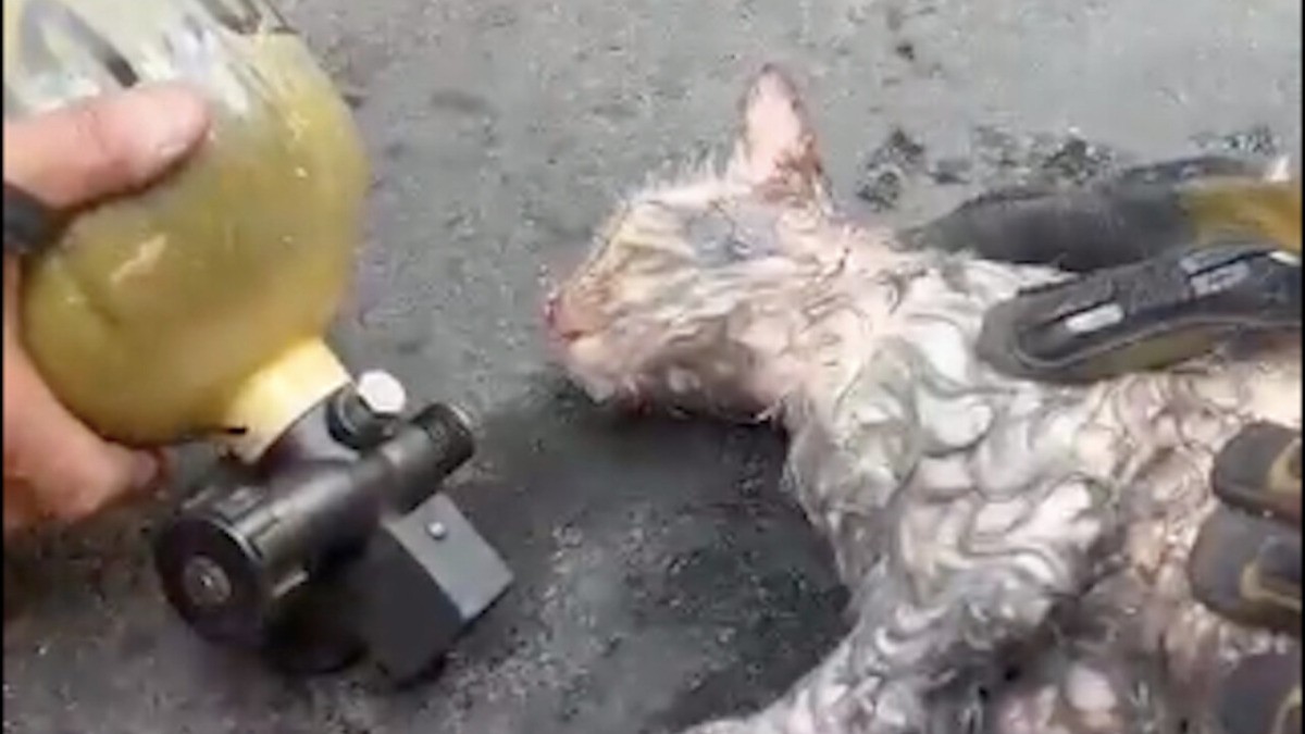 Bomberos rescatan gatito de incendio