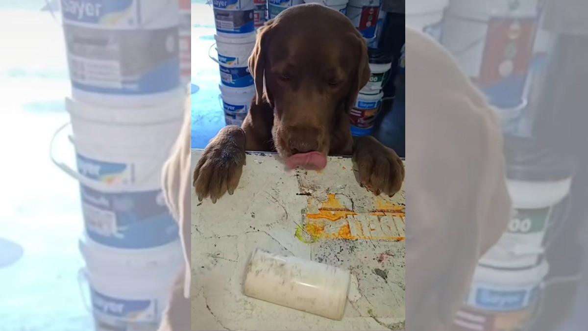 Perrito “fontanero” roba corazones en las redes sociales