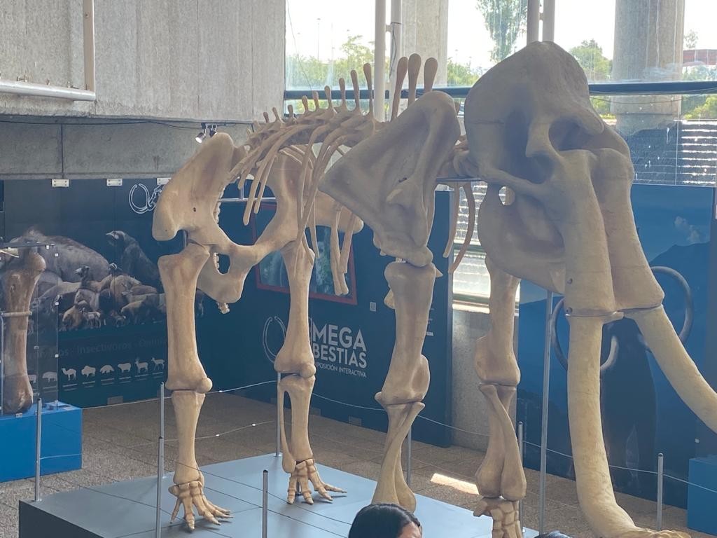 ¡Tiene Explora réplica de un mamut!