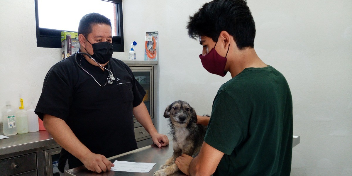 Proponen clínicas veterinarias públicas