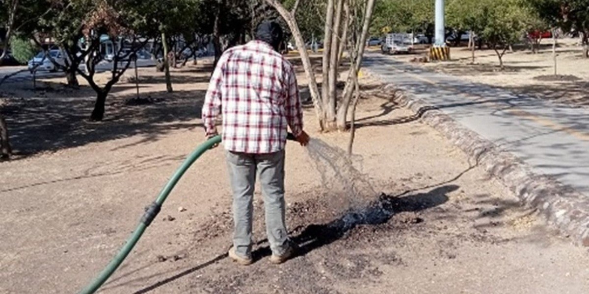 Talan 63 árboles en el Malecón y trasplantan 13 más
