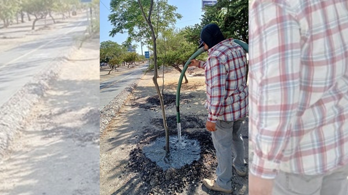 Garantizan supervivencia de árboles trasplantados