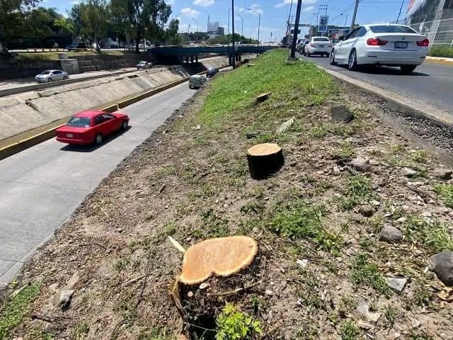 Se deslinda SICOM de tala en Malecón